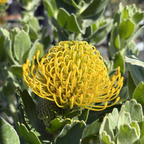 High Gold Pincushion