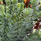 High Gold Pincushion