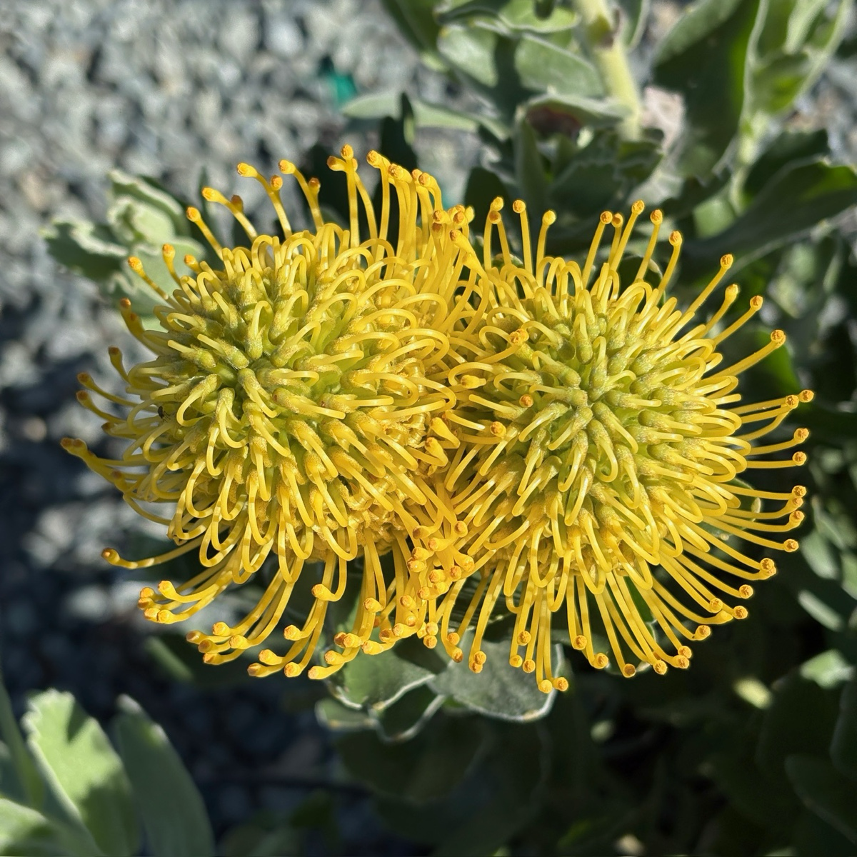 High Gold Pincushion