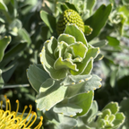 High Gold Pincushion