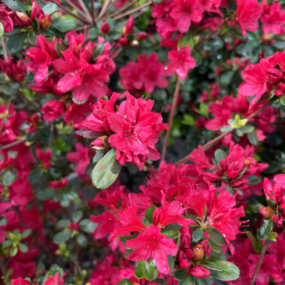 Hino Crimson Azalea