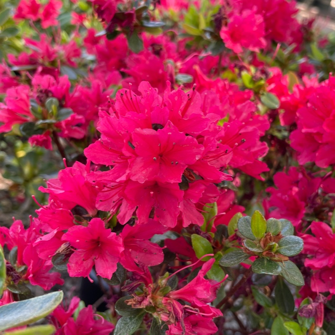 Hino Crimson Azalea