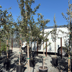 Holly Oak