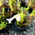 Holly's White Border Penstemon