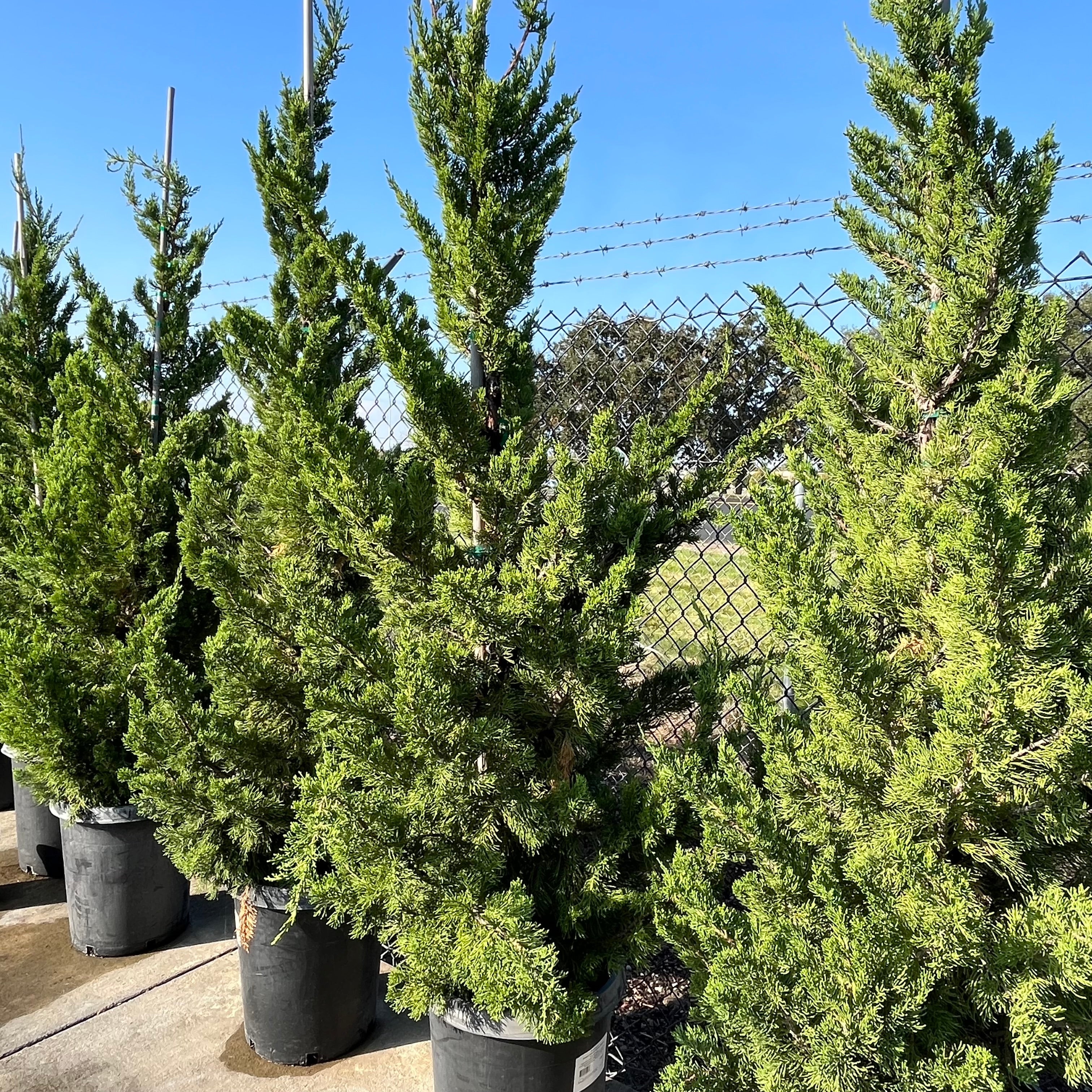 Hollywood Juniper
