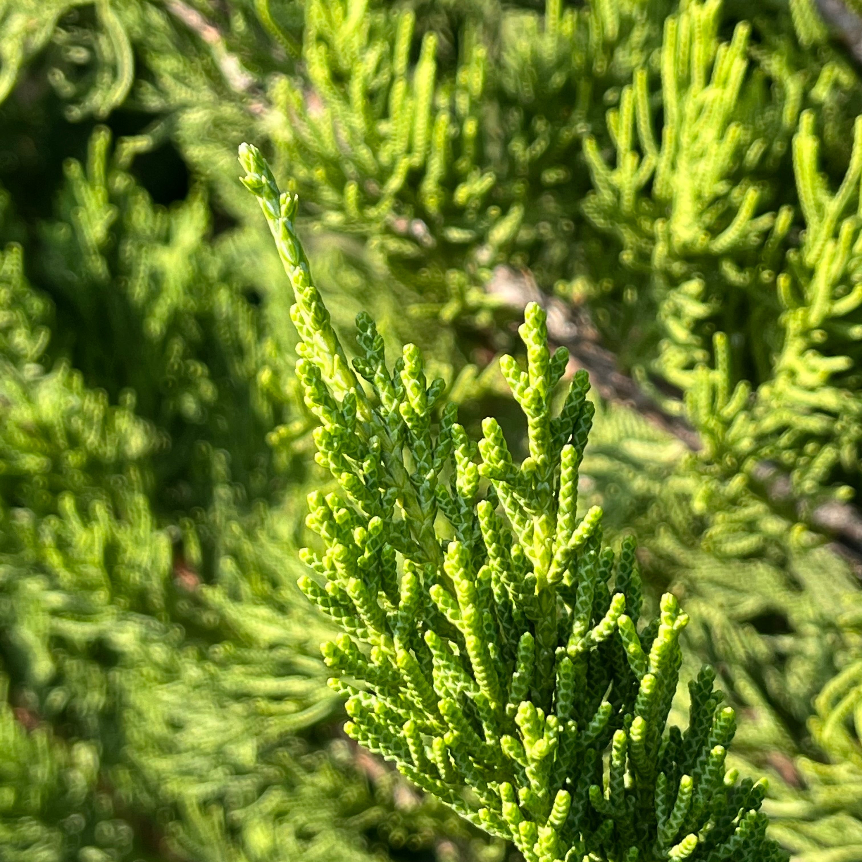 Hollywood Juniper
