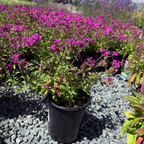 Potted Homestead Hot Pink Verbena plant with pink flowers on a gravel surface with more plants in the background