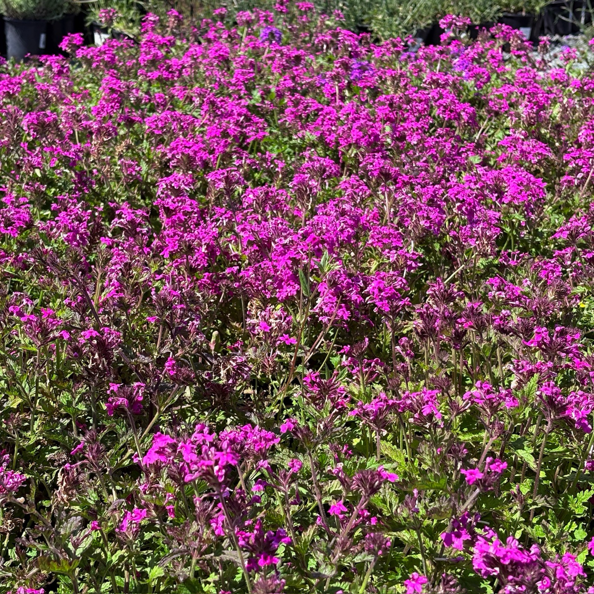 Field of Homestead Hot Pink Verbena pink flowers with green leaves