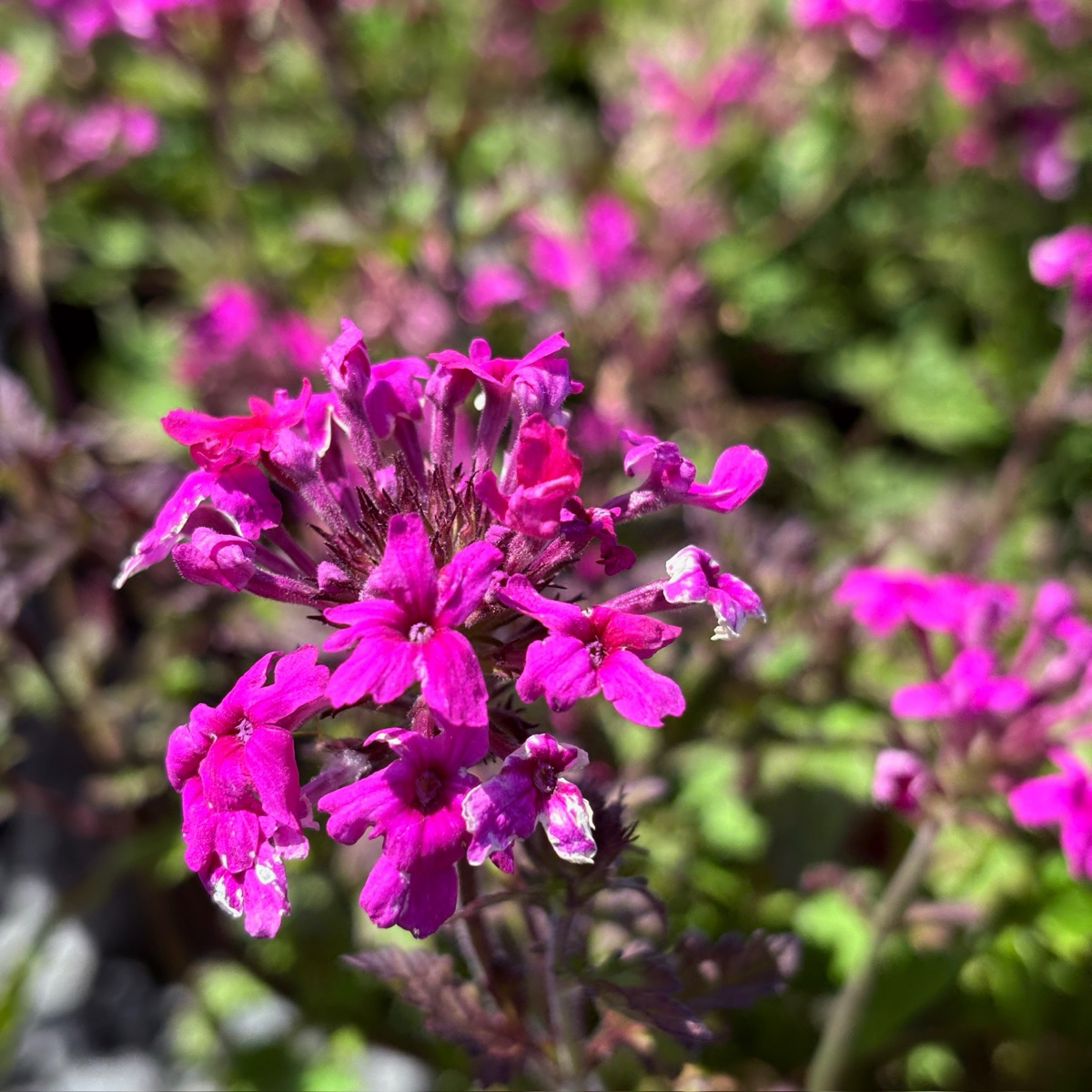 Close-up of a cluster of pink flowers Homestead Hot Pink Verbena with a blurred green background