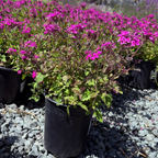 Potted Homestead Hot Pink Verbena plants with pink flowers on a gravel surface with a scenic background