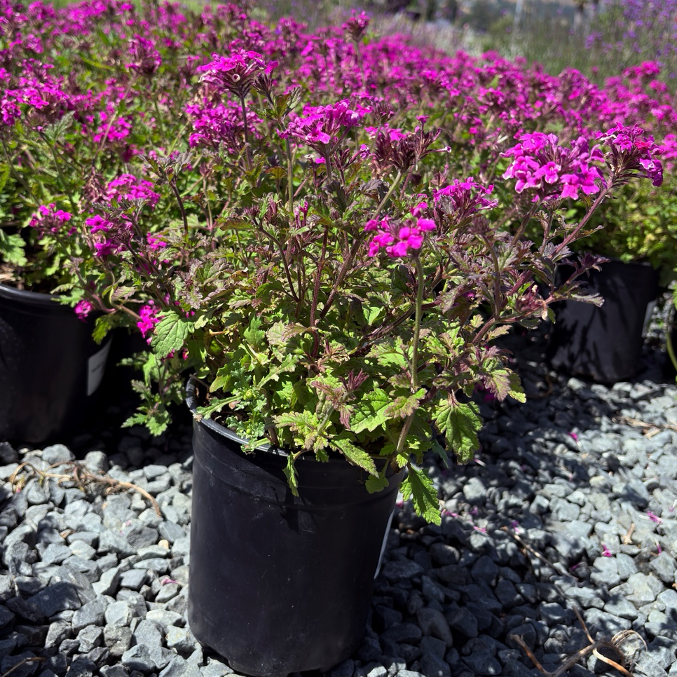 Potted Homestead Hot Pink Verbena plants with pink flowers on a gravel surface with a scenic background