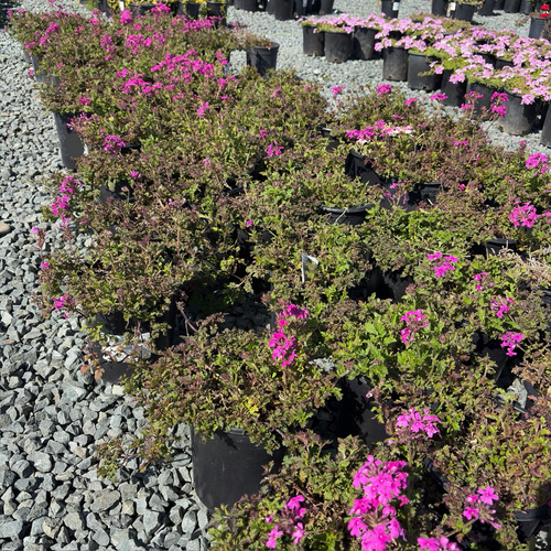 Homestead Hot Pink Verbena | Drought Tolerant Groundcover