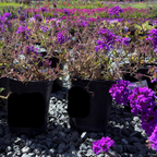 Row of potted Homestead Purple Verbena flowers on a gravel surface with a field and trees in the background.