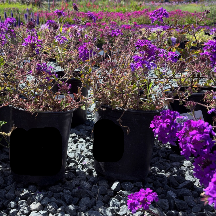 Row of potted Homestead Purple Verbena flowers on a gravel surface with a field and trees in the background.