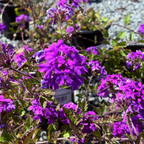 Close-up of Homestead Purple Verbena with a blurred background