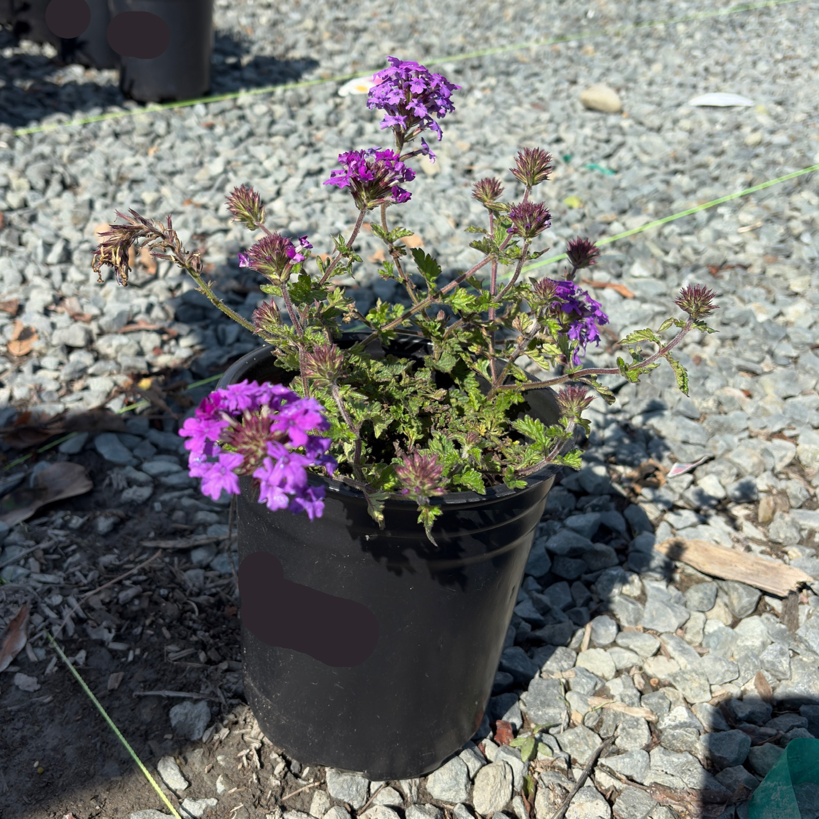 Potted Homestead Purple Verbena plant with purple flowers on a gravel surface