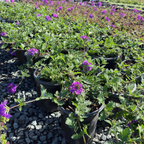 Homestead Purple Verbena