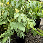 Honey Bush