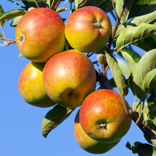Apples on a Honey Crisp Apple tree branch with a clear blue sky background