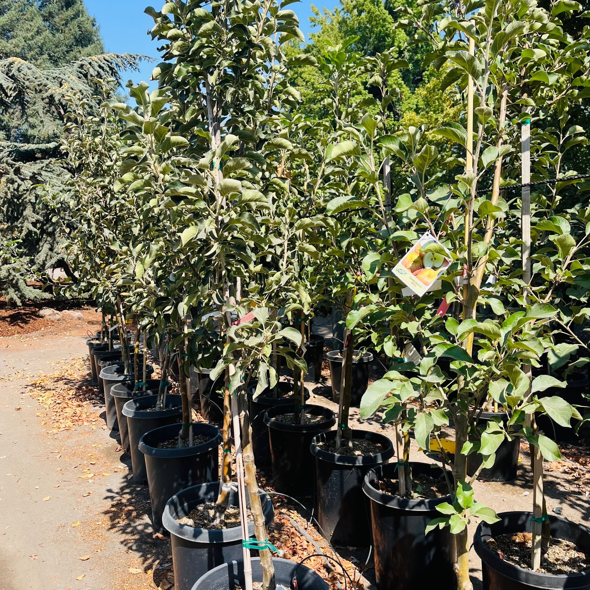 Row of potted Honey Crisp Apple trees in a nursery setting with clear sky.