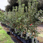 Honey Crisp Apple Tree
