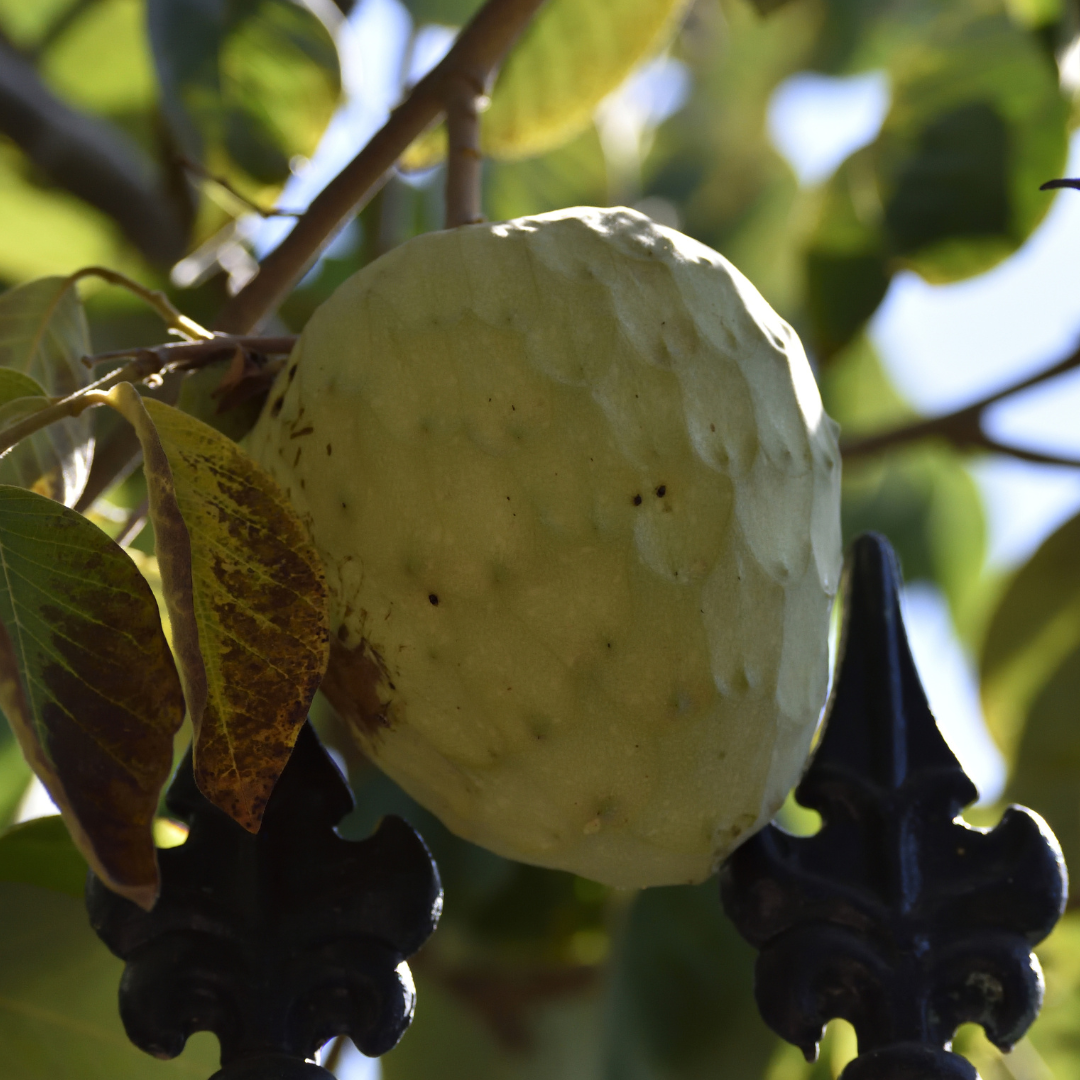 Honeyheart Cherimoya