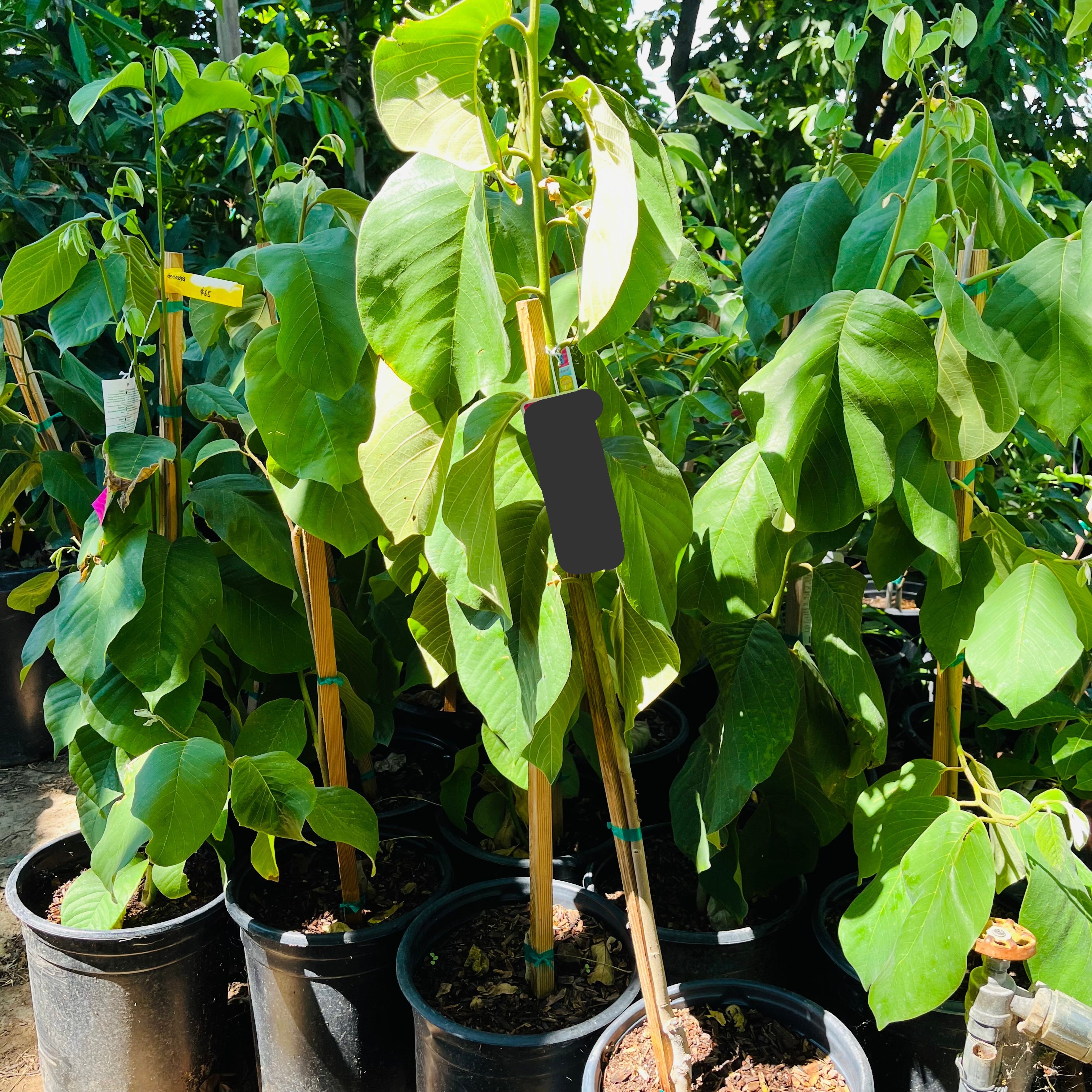 cherimoya plant in pot Honeyheart Cherimoya Tree