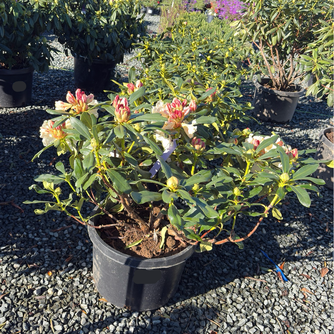 Horizon Monarch Rhododendron
