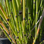 Close-up of green horsetail reed with thin stems and nodes.