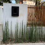 Black square object on a textured white wall with Horsetail Reed plants in the foreground