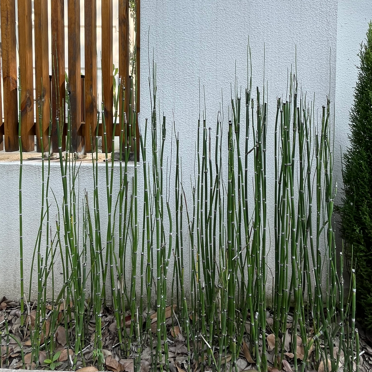 house tail plant Horse Tail