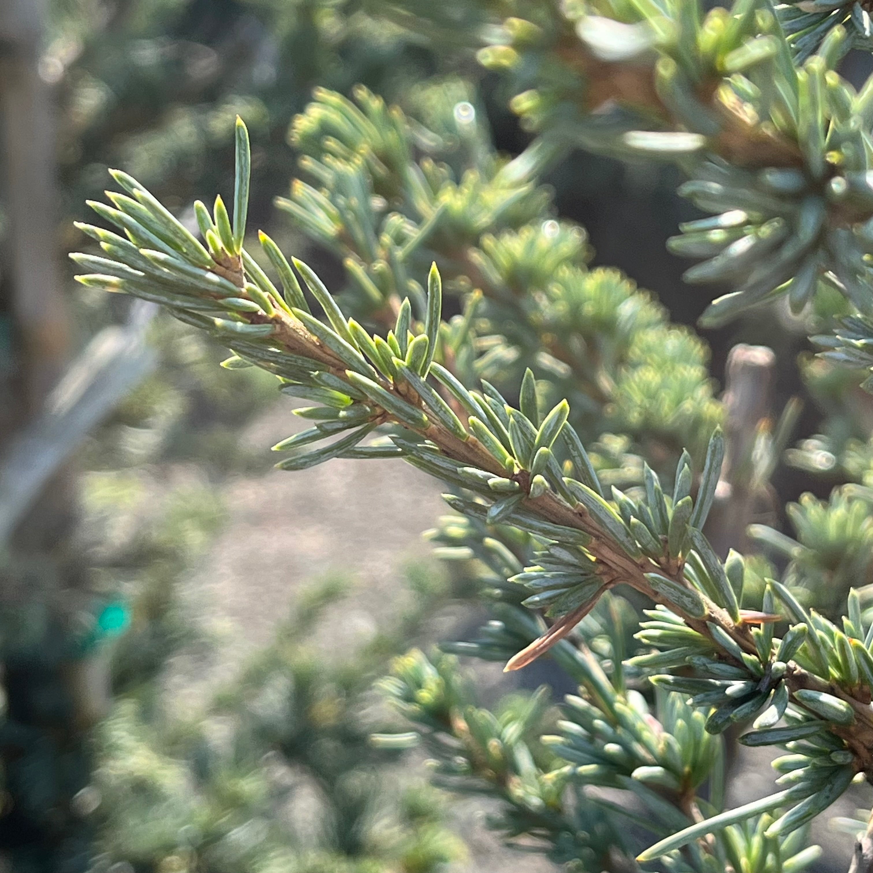 No.94 【不思議の国】レア シーグラスアート CedarAmber Horstmann Blue Atlas Cedar | Compact Silvery-Blue Evergreen Shrub