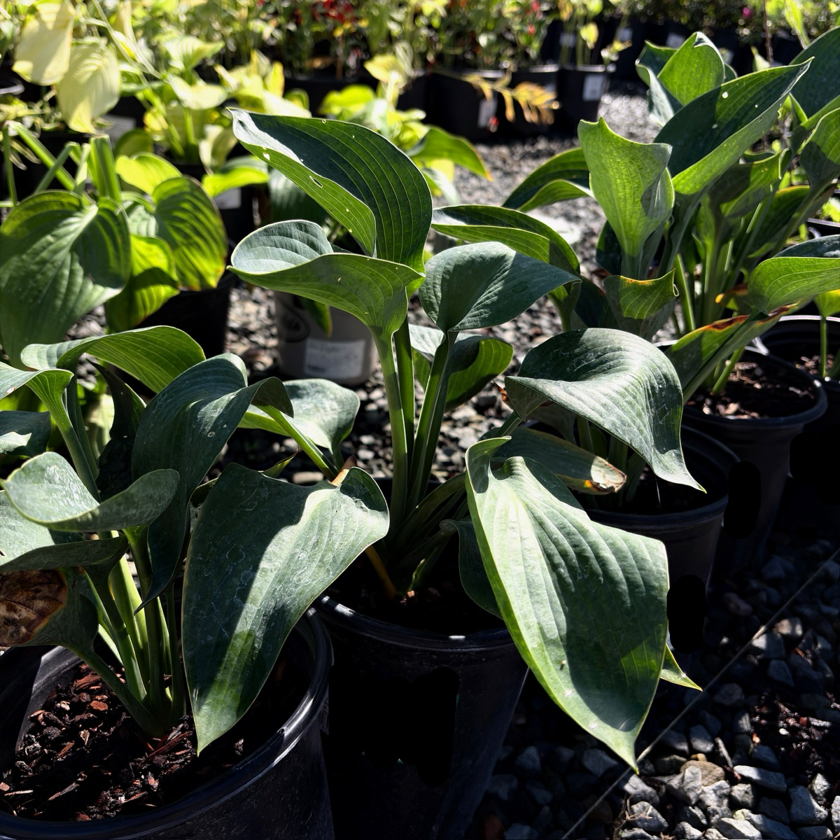 Hosta 'Blue Angel'