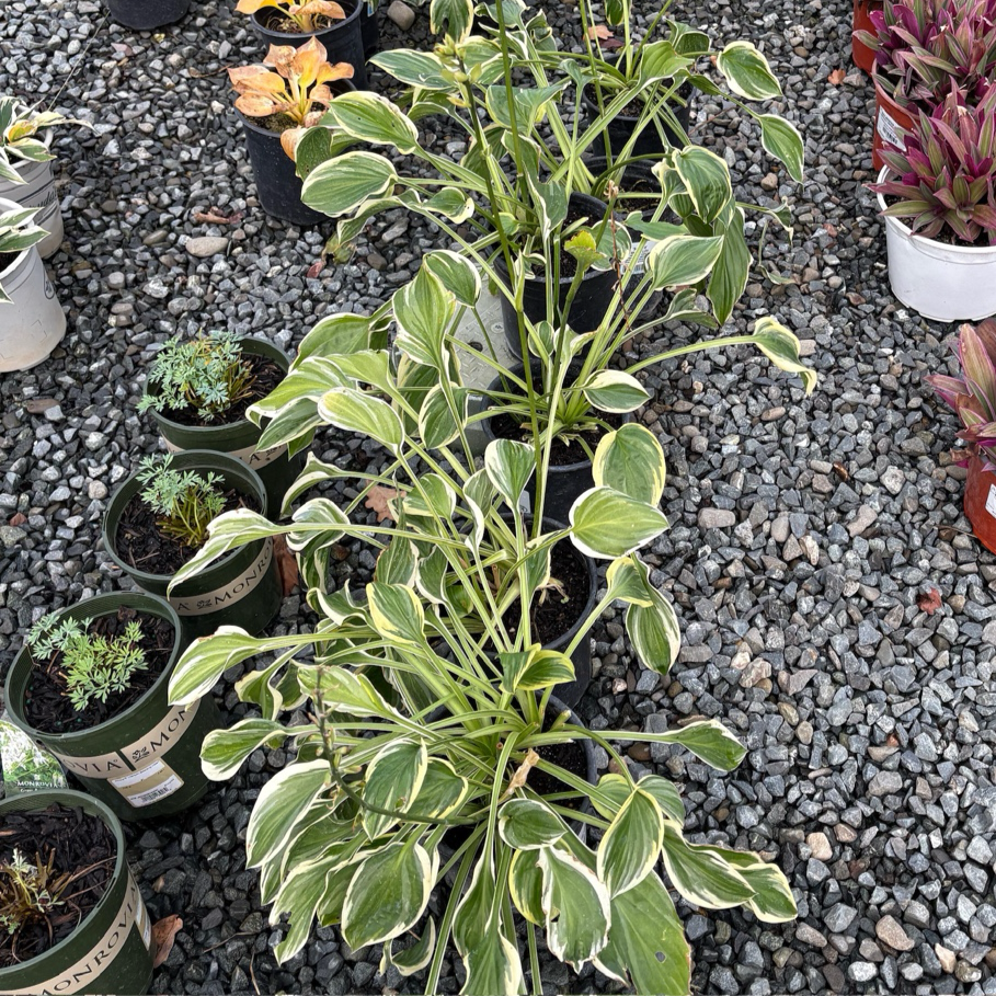Hosta So Sweet