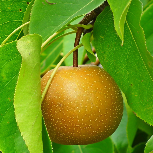 Hosui Pear