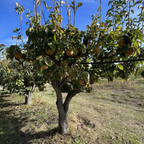 Hosui Pear Tree