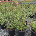 Hot Lips Sage