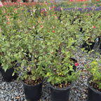 Hot Lips Sage