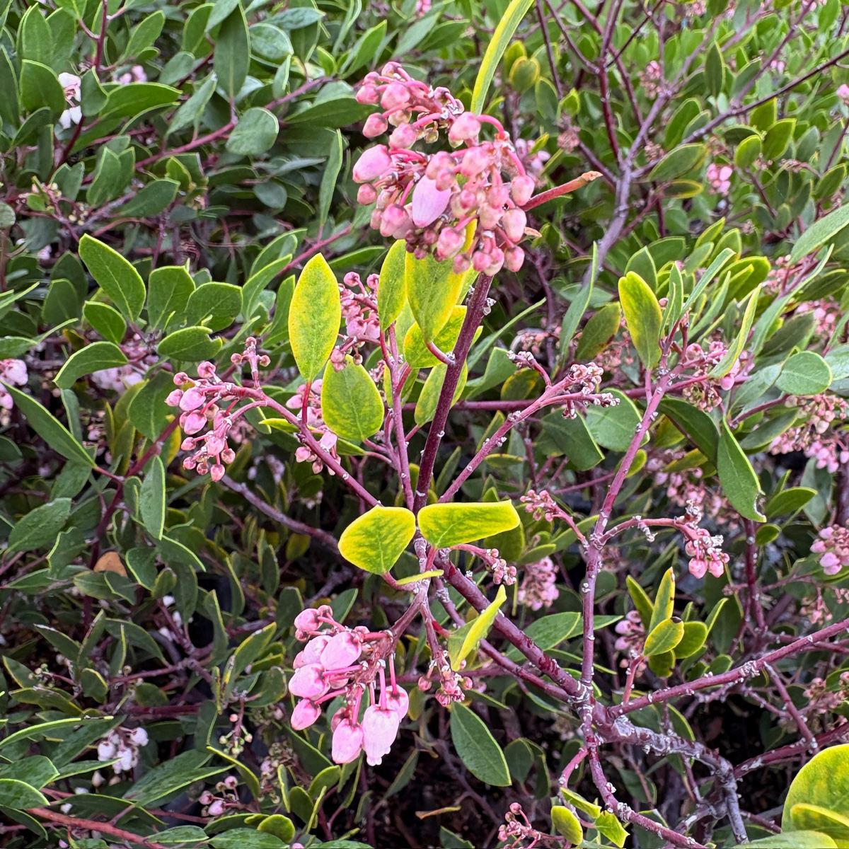 Howard McMinn Manzanita