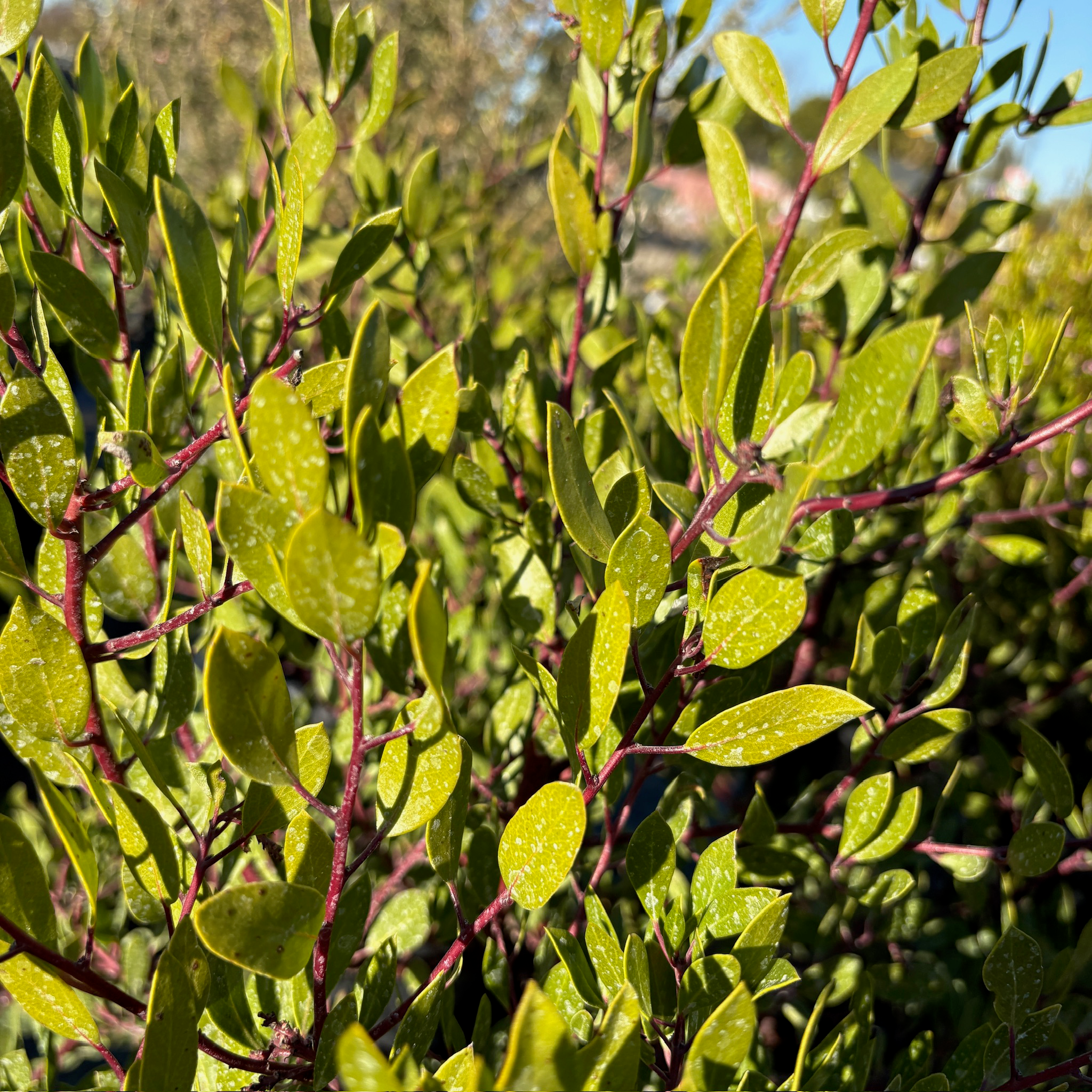 Howard McMinn Manzanita