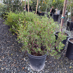 Howard McMinn Manzanita