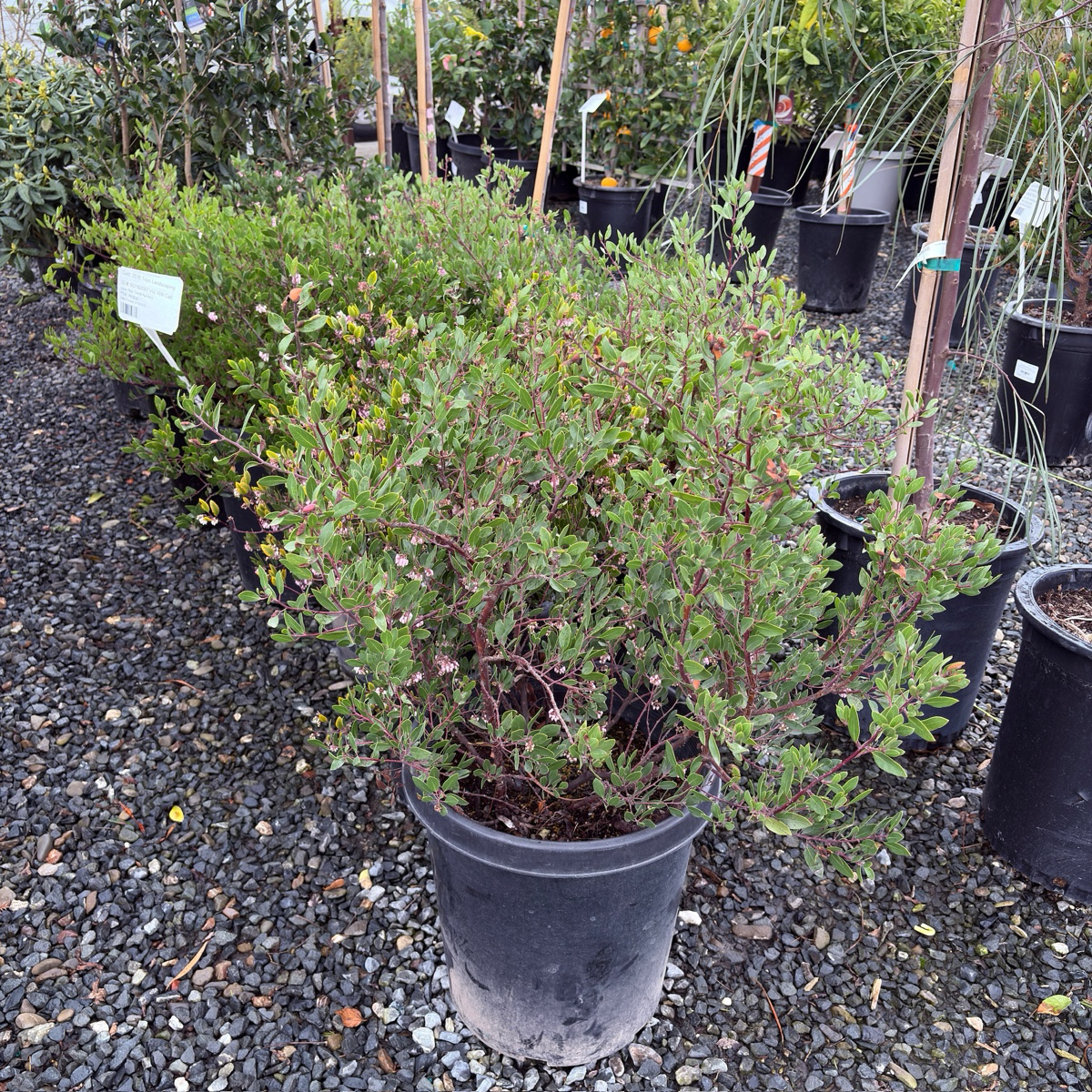 Howard McMinn Manzanita