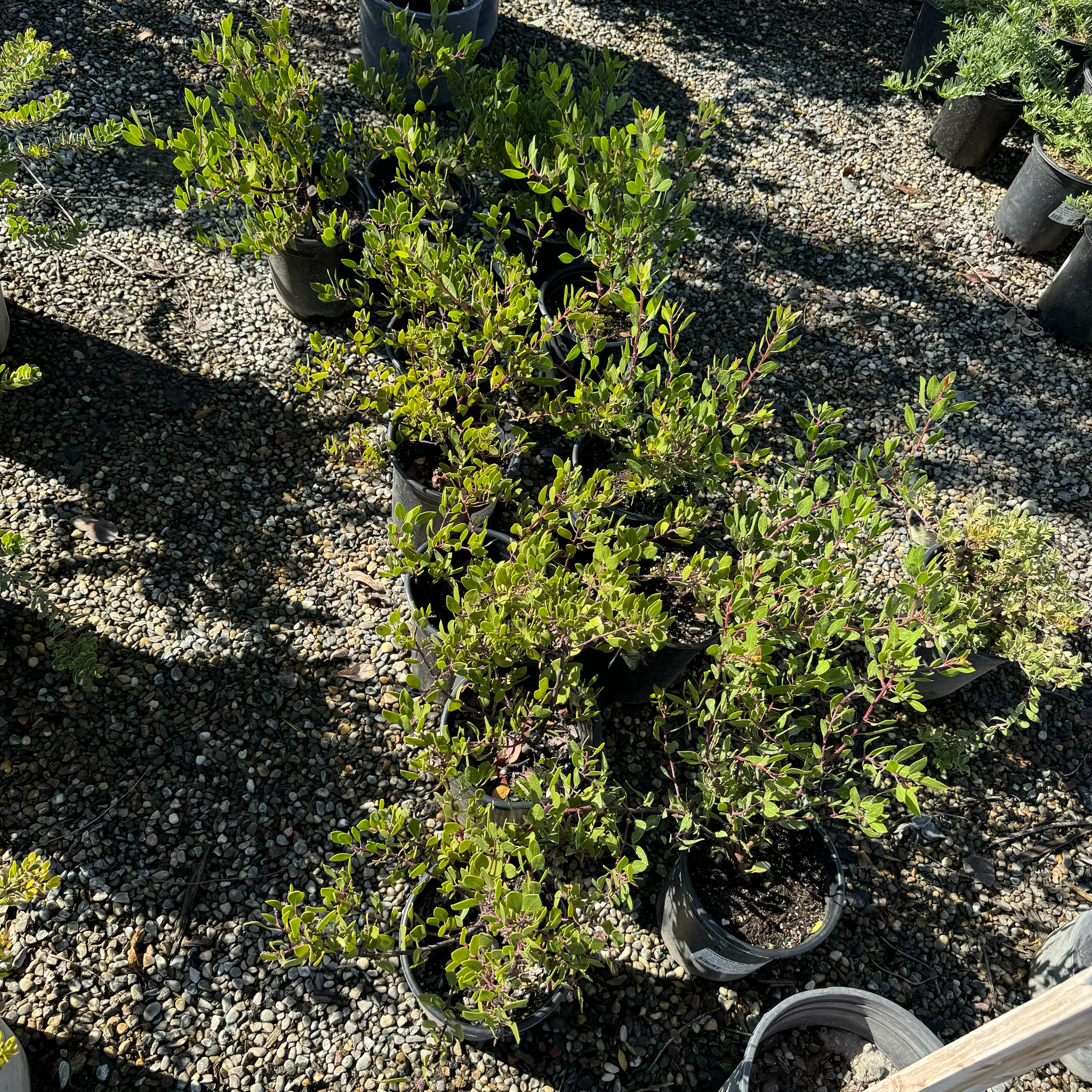 Howard McMinn Manzanita