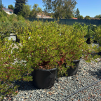 Howard McMinn Manzanita