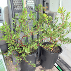 Howard McMinn Manzanita