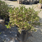 Howard McMinn Manzanita