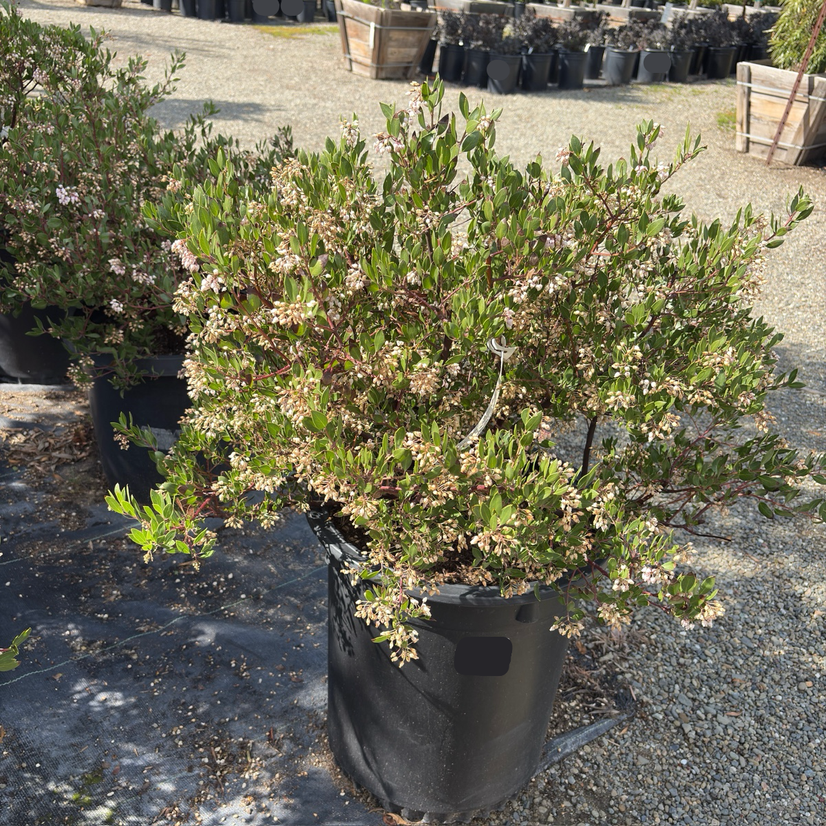 Howard McMinn Manzanita