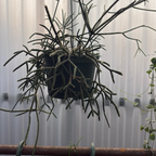 Hphb-rhipsalis