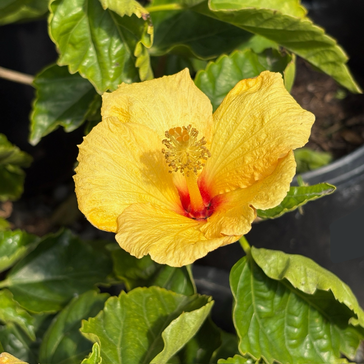 Hula Girl Tropical Hibiscus