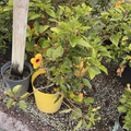Hula Girl Tropical Hibiscus